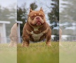 Small Photo #1 American Bully Puppy For Sale in MOUNT OLIVE, AL, USA