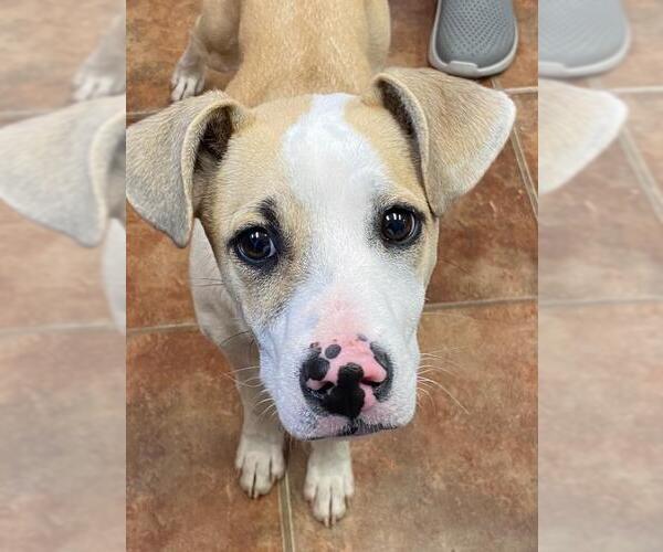 Medium Photo #2 Mutt Puppy For Sale in Amarillo, TX, USA