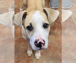 Small #1 Mutt