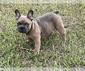 French Bulldog Puppy for sale in SEBRING, FL, USA