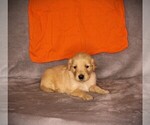 Small #5 Golden Retriever