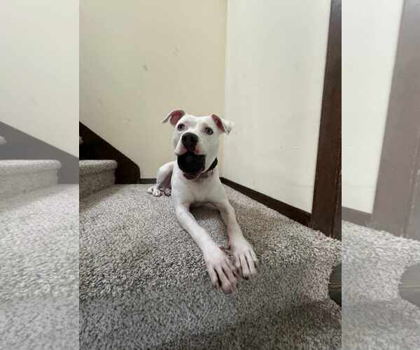 Medium Photo #3 American Staffordshire Terrier-Unknown Mix Puppy For Sale in Sheboygan, WI, USA