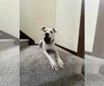 Small #2 American Staffordshire Terrier Mix