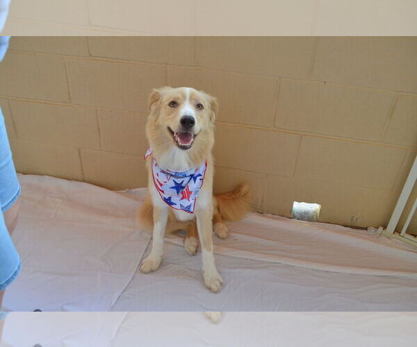 Medium Photo #3 Border Collie-Unknown Mix Puppy For Sale in McKinney, TX, USA