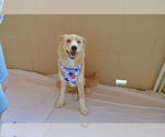 Small #2 Border Collie Mix