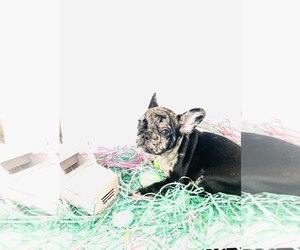 French Bulldog Puppy for sale in ATLANTA, GA, USA