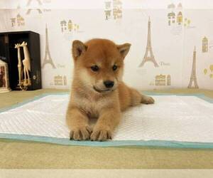 Shiba Inu Puppy for sale in SAN DIEGO, CA, USA