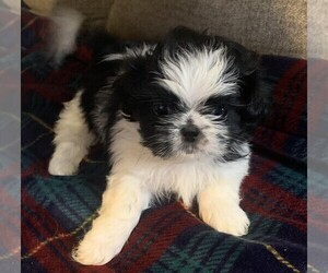 Shih Tzu Puppy for sale in CHIPLEY, FL, USA