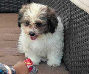 Shih Tzu Puppy for Sale in TROY, Michigan USA