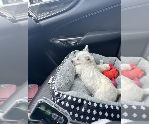 Medium Photo #5 West Highland White Terrier Puppy For Sale in GOWER, MO, USA