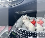 Small #4 West Highland White Terrier