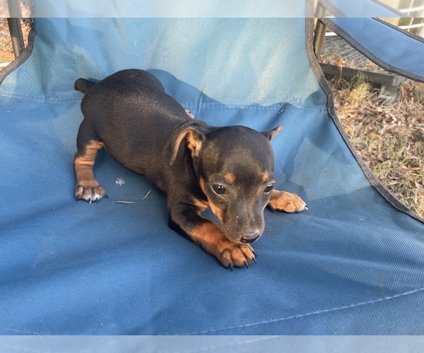 Medium Photo #6 Rat Terrier Puppy For Sale in WHITAKERS, NC, USA