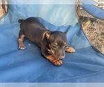 Small #5 Rat Terrier