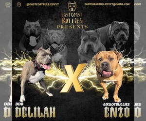 American Bully Puppy for sale in St John's, Newfoundland and Labrador, Canada