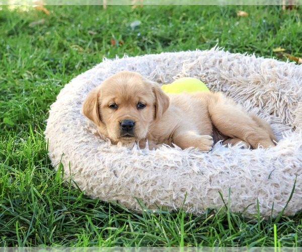 Medium Photo #2 Golden Labrador Puppy For Sale in SYRACUSE, IN, USA