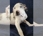 Small #15 Catahoula Leopard Dog
