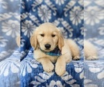 Small Photo #7 Golden Retriever Puppy For Sale in GORDONVILLE, PA, USA