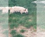 Small #3 Cairn Terrier
