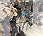 Small #9 Mutt