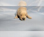 Small #5 Golden Retriever