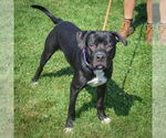 Small #3 American Staffordshire Terrier Mix