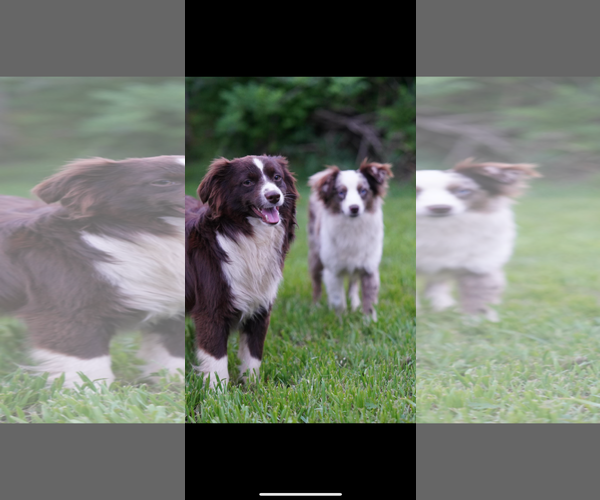 Medium Photo #4 Australian Shepherd Puppy For Sale in Dallas, TX, USA
