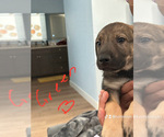 Puppy Puppy 6 Belgian Malinois-Boerboel Mix