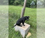 Small #10 Mutt