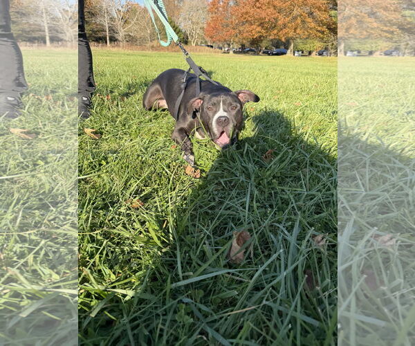 Medium Photo #5 American Pit Bull Terrier-Unknown Mix Puppy For Sale in Oakhurst, NJ, USA
