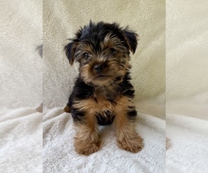 Yorkshire Terrier Puppy for sale in FAIR HAVEN, MI, USA