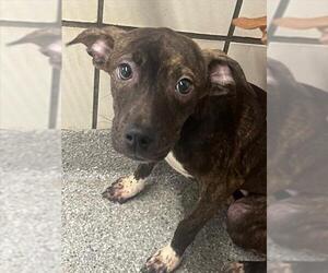 American Pit Bull Terrier-Unknown Mix Dogs for adoption in Pasadena, TX, USA