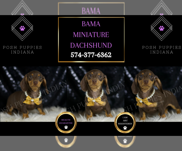 Medium Photo #1 Dachshund Puppy For Sale in WARSAW, IN, USA