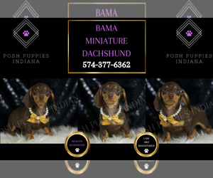 Dachshund Puppy for sale in WARSAW, IN, USA