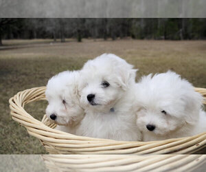 Biton Puppy for sale in EDGEFIELD, SC, USA