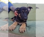 Small Photo #3 German Shepherd Dog Puppy For Sale in ELKHART, IN, USA