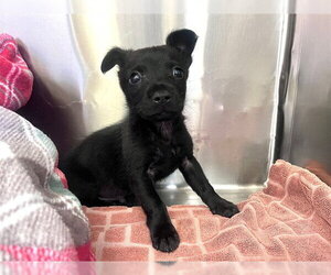 Mutt Dogs for adoption in Moreno Valley, CA, USA