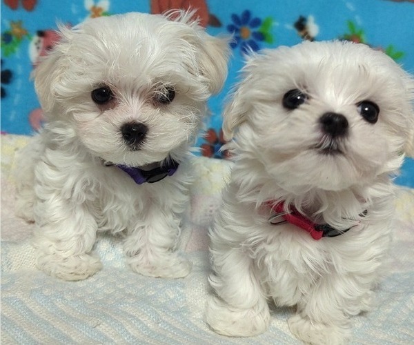 Medium Photo #1 Maltese Puppy For Sale in OCALA, FL, USA