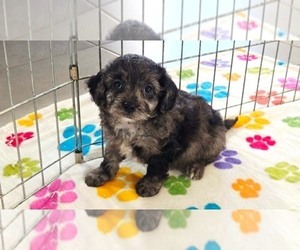 Cavapoo (Miniature)-Poodle (Toy) Mix Puppy for sale in ORO VALLEY, AZ, USA