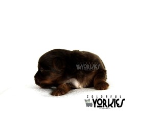 Medium Yorkshire Terrier