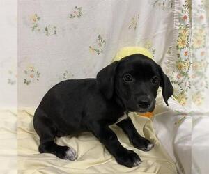 Mutt Dogs for adoption in Modesto, CA, USA
