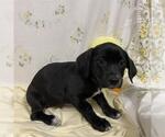 Small Mutt
