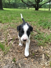 Blue Lacy-Border Collie Mix Puppy for sale in COLLEGE STATION, TX, USA