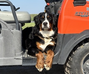 Mother of the Bernese Mountain Dog puppies born on 05/16/2025