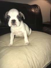 French Bulldog Puppy for sale in MASCOTTE, FL, USA