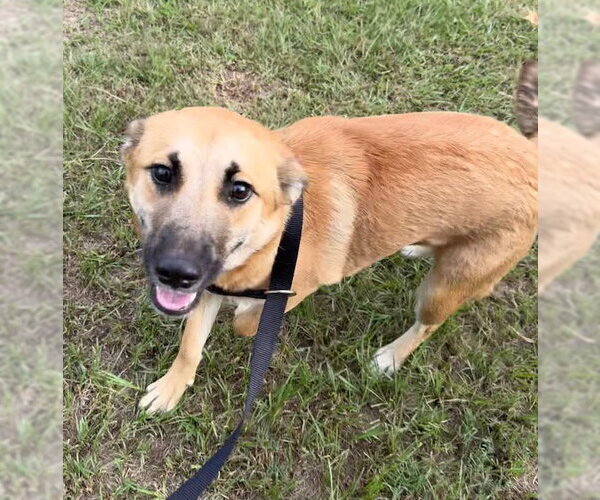 Medium Photo #2 Mutt Puppy For Sale in Tarrytown, GA, USA