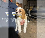 Small Golden Cavalier