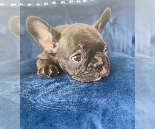 Medium Photo #9 French Bulldog Puppy For Sale in MINNEAPOLIS, MN, USA