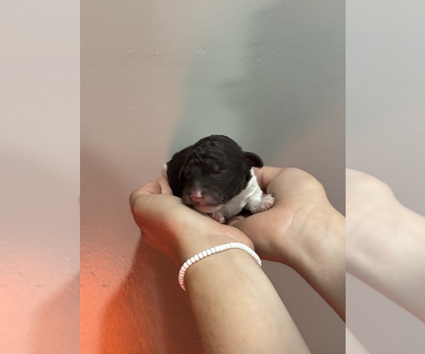 Medium Photo #10 Poodle (Standard) Puppy For Sale in LONGMONT, CO, USA