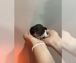 Small #9 Poodle (Standard)