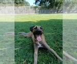 Small #3 Labrador Retriever Mix